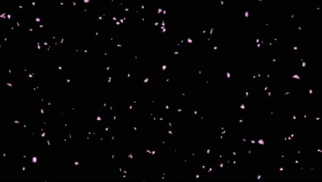 romantic pink rose sakura flower petals falling stream copy space background birthday celebration