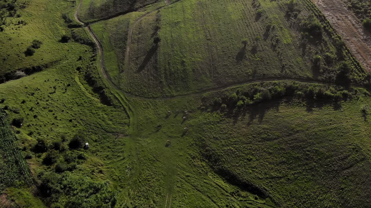 vista aérea de la manada de ganado pastando en el prado verde durante el día soleado