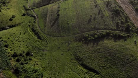 Luftaufnahme-Der-Rinderherde,-Die-An-Sonnigen-Tagen-Auf-Der-Grünen-Wiese-Weidet