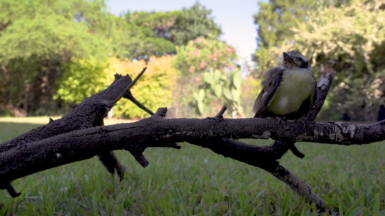 curioso lindo pajarito sentado en una rama mirando a su alrededor a lo que hay a su alrededor