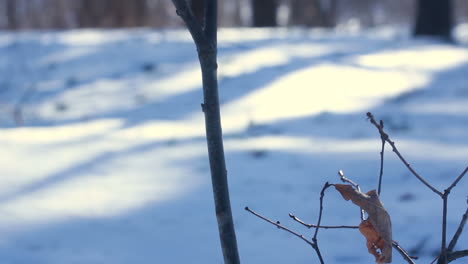 hojas secas en ramas desnudas de árboles de invierno. pocas hojas secas en el árbol