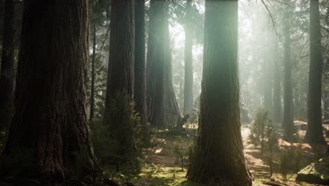 amanecer en las secuoyas, general grant grove, parque nacional de las secuoyas