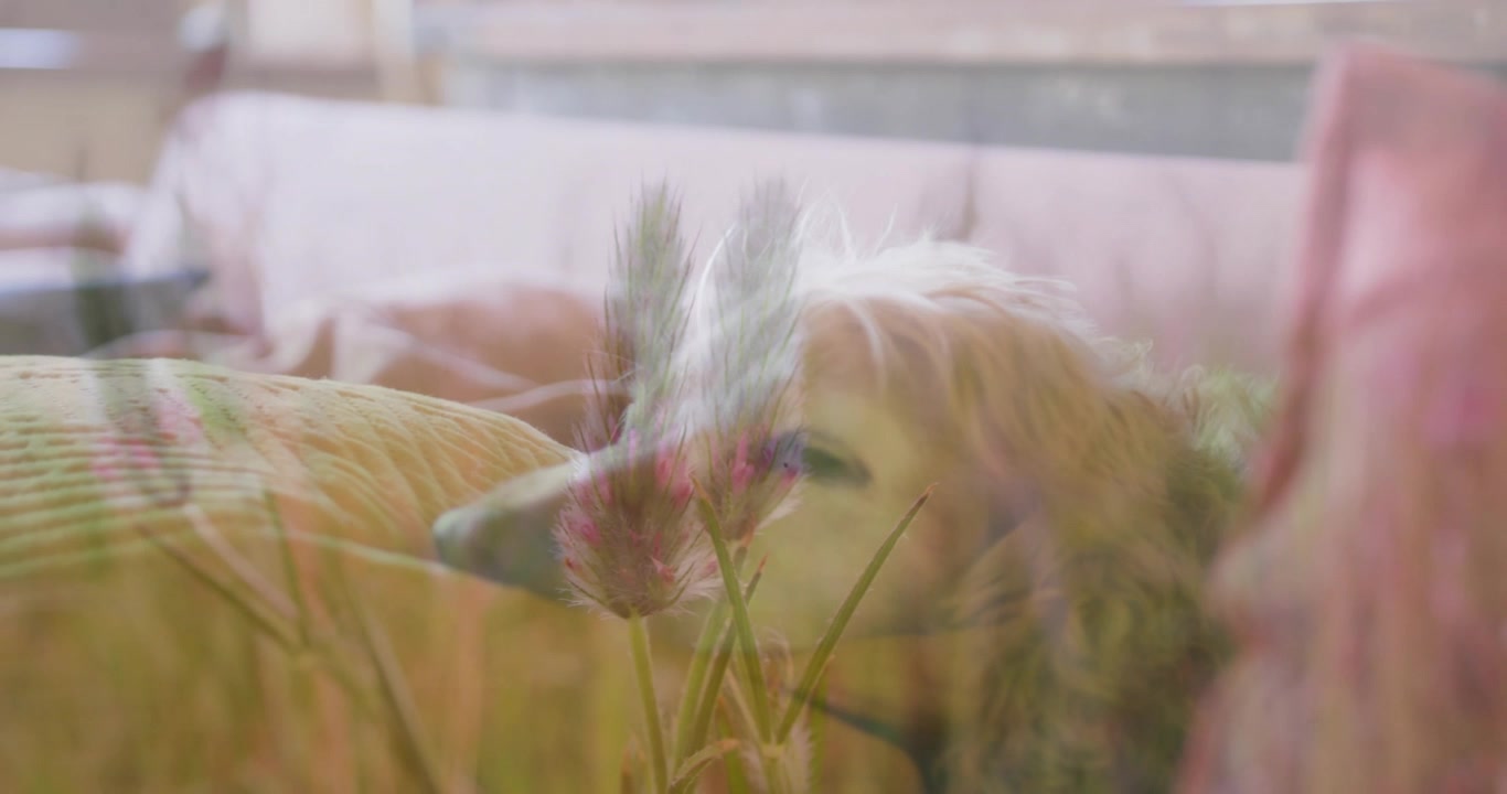 Double Exposure of a Resting Dog and Wildflowers