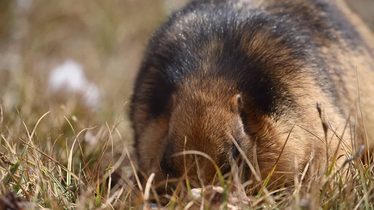 la marmota de cola larga o la marmota dorada que se alimenta de la basura