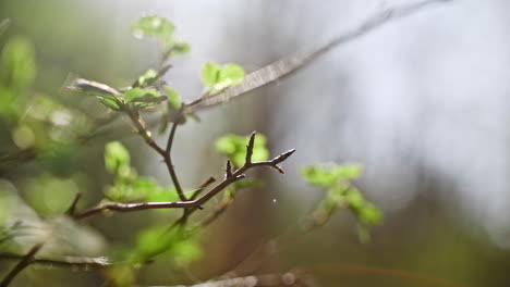 Primer-Plano-De-Ramitas-Y-Hojas-Con-Buen-Bokeh