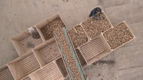 Farmer-controlling-conveyor-belt-transporting-potato-crop-into-wooden-crates