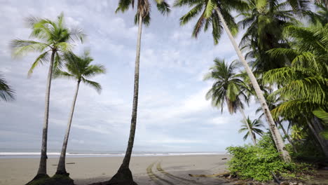 Solitaria-Playa-De-Palmeras-Tropicales-De-Arena-Caribeña-En-Uvita,-Costa-Rica,-Centroamérica-Paraíso-Tropical-De-Ensueño