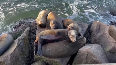 Sea-lions-huddled-up-and-resting-on-a-jetty-in-Monterey-Bay,-California