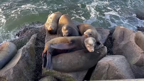 leones marinos acurrucados y descansando en un embarcadero en la bahía de monterey, california