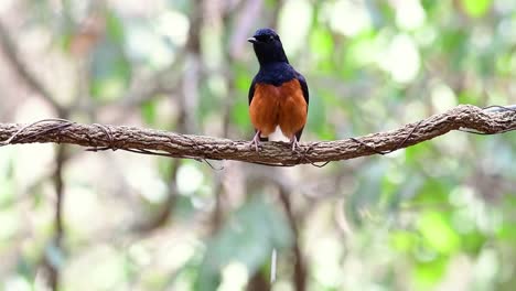 White-rumped-Shama-Thront-Auf-Einer-Rebe-Mit-Wald-Bokeh-Hintergrund,-Copsychus-Malabaricus,-In-Zeitlupe