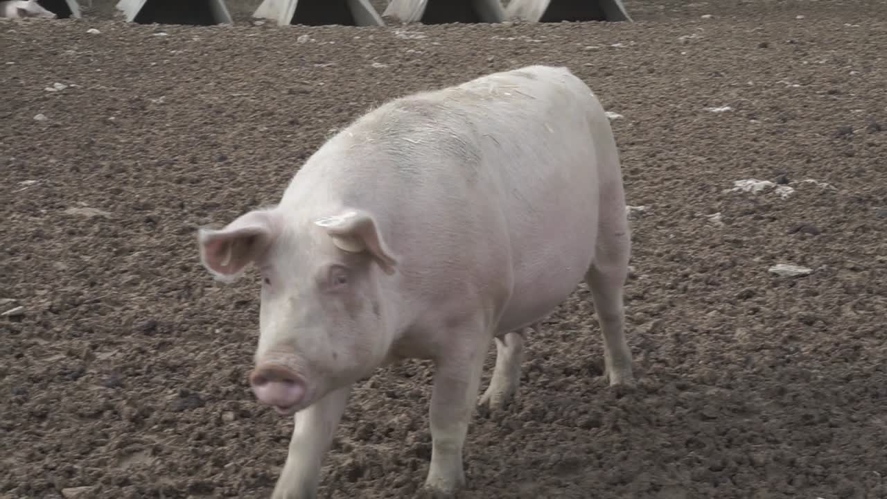 Maiale che cammina nel fango in una fattoria.