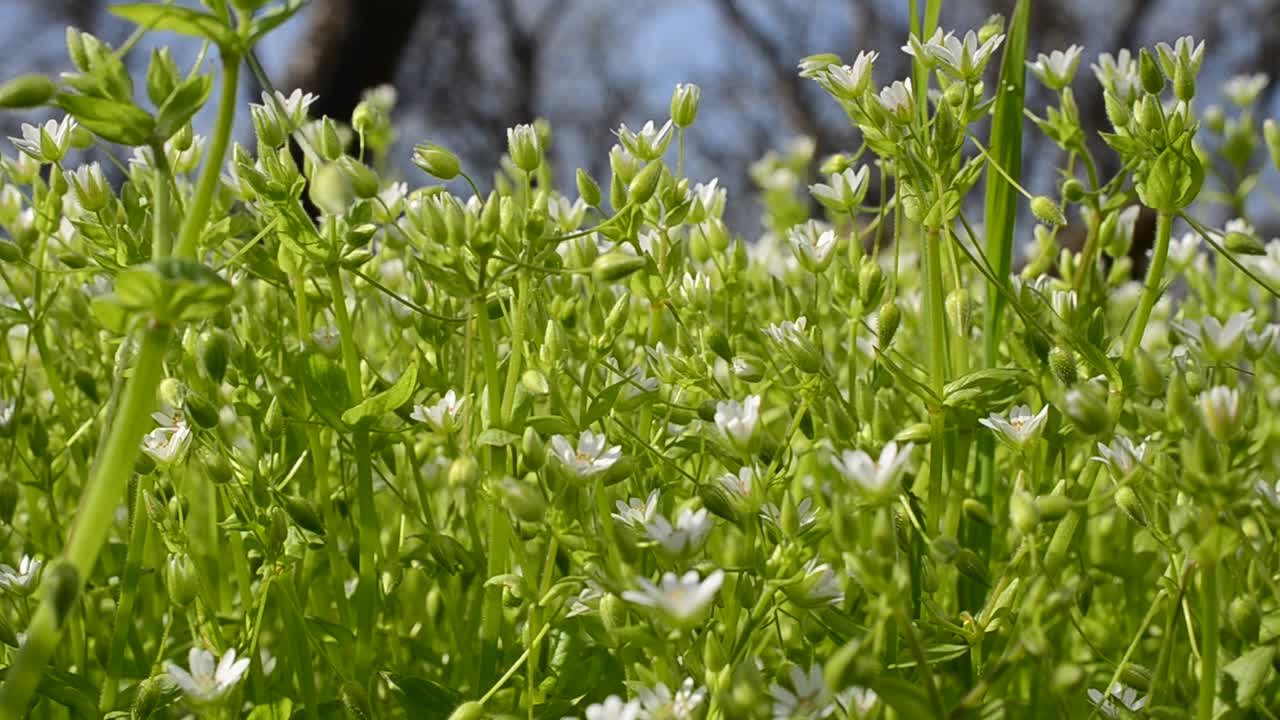 Background from wild flowers. Flowers on a hillock