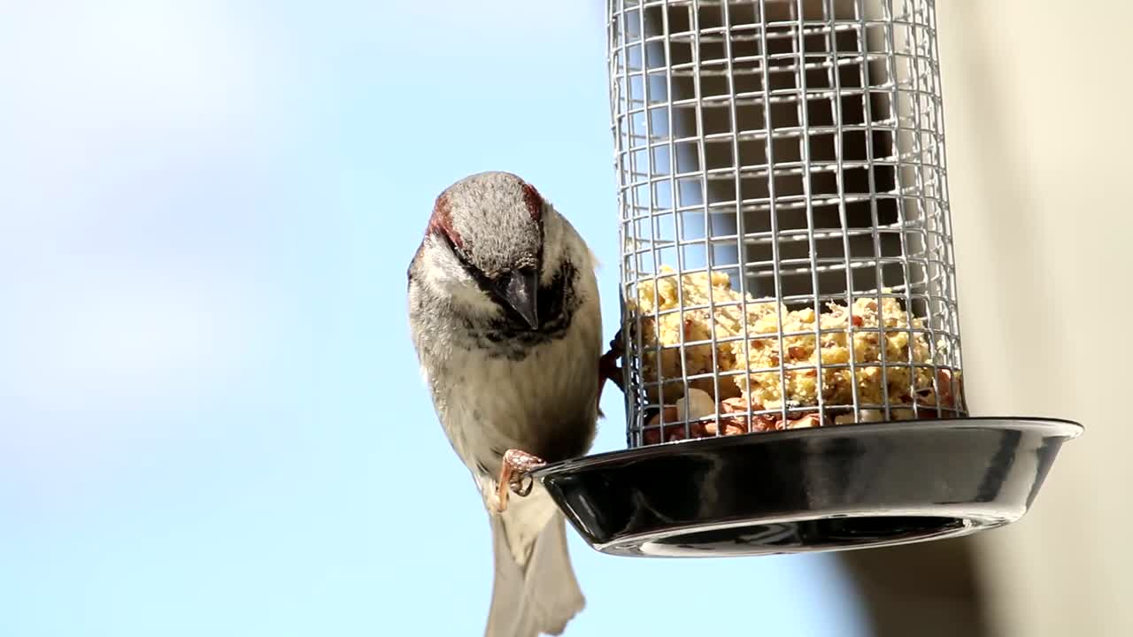 House sparrow in home garden eating food from feeding cage. Eurasian tree sparrow balancing on the swinging feeding cage. Birds enjoys the cake kept over the cage.