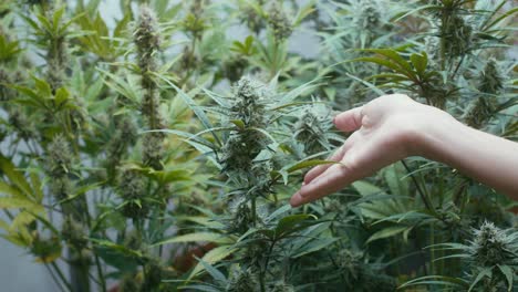 hand inspecting cannabis plant