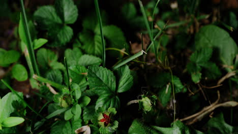 a tiny spider can be observed amidst the blades of grass, weaving its delicate web and navigating its way through the green expanse