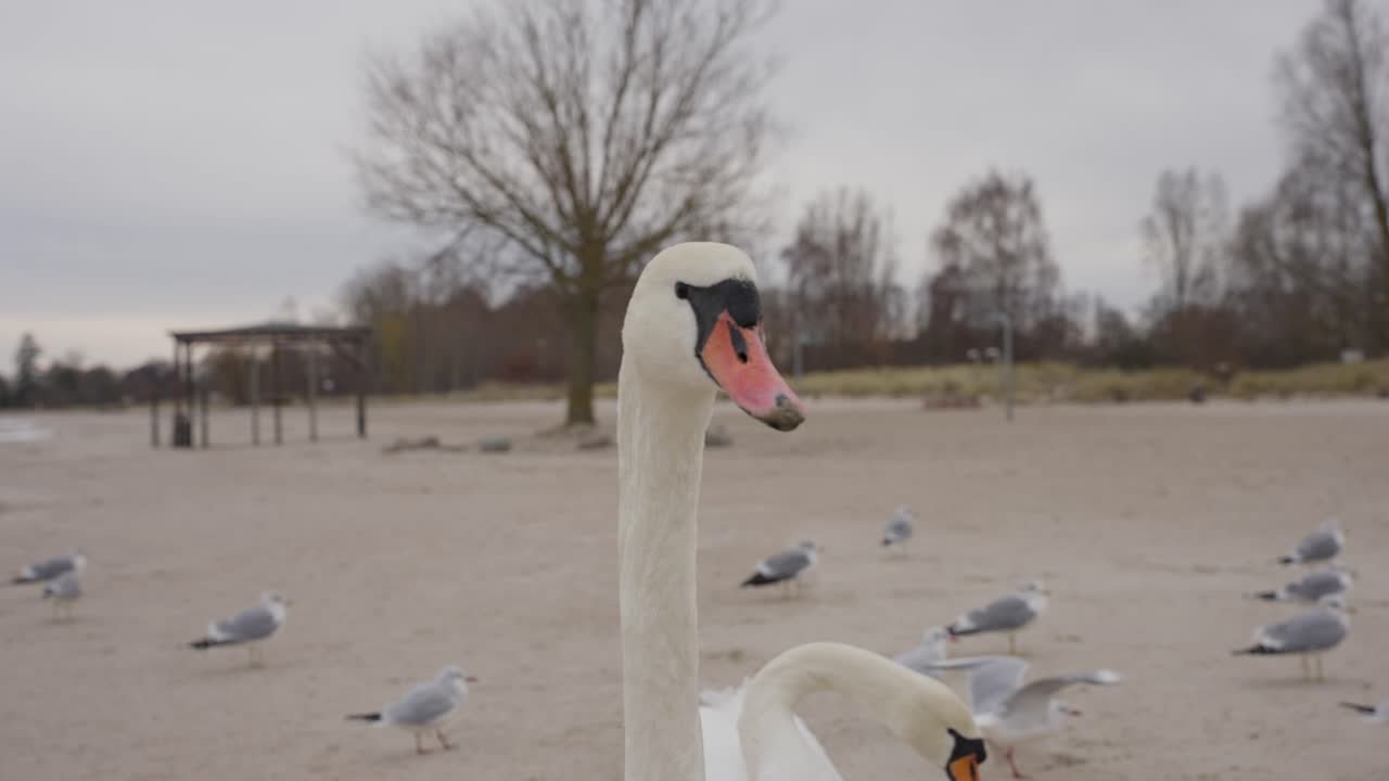 majestuoso cisne en la playa de invierno, gaviotas despegando