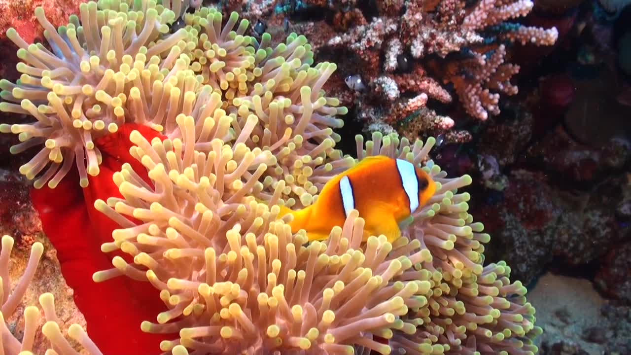 밝은 붉은 말미잘에서 헤엄치는 붉은 바다 흰동가리의 광각 사진