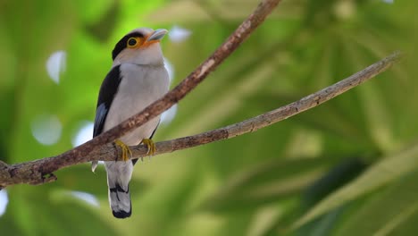 the silver-breasted broadbill is a famous bird in thailand, both local and international