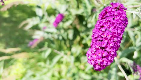 a beautiful flower of a bright cherry color in a botanical garden a beautiful flower of a bright cherry color in a botanical garden