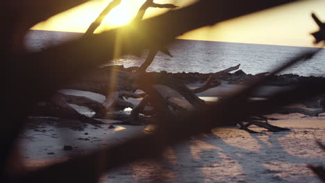 sun flairs peeking through driftwood