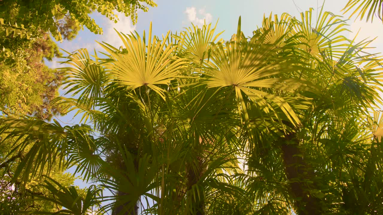Bright Sunlight Shining Through Lush Tropical Fan Palm Trees. - low angle shot