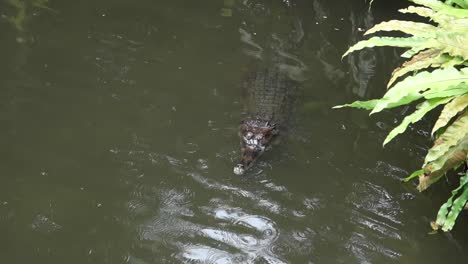 gavial in a pond