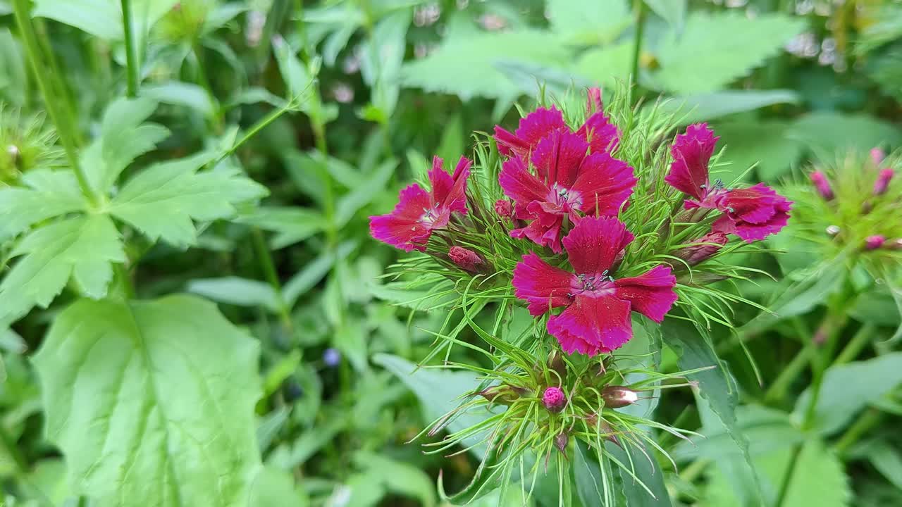 Pink Sweet William flowers blooming in park, close up