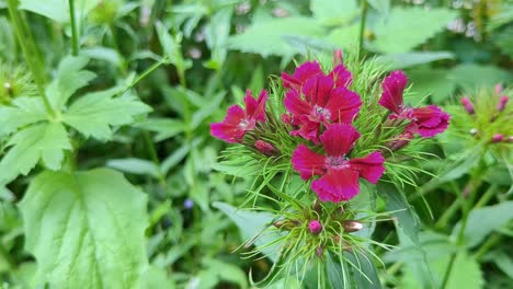 pink sweet william flowers blooming in park, close up