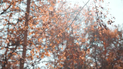 Bunte-Herbstblätter-Im-Sonnenlicht