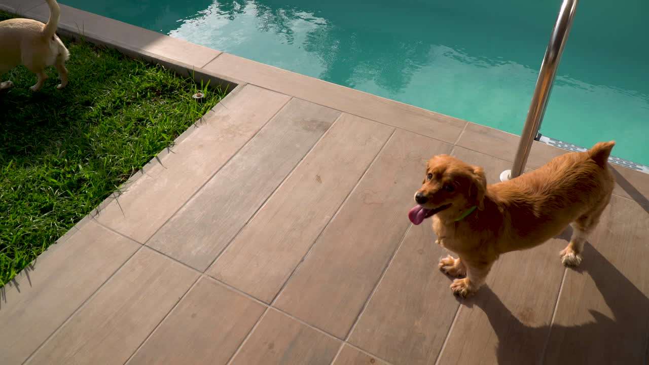 Labrador-hvalp og Cocker Spaniel leger ved siden af en swimmingpool, optagelse fra høj vinkel