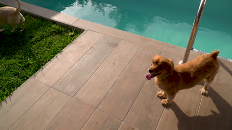 Perro-Bebé-Labrador-Y-Cocker-Spaniel-Jugando-Al-Lado-De-Una-Piscina,-Tiro-En-ángulo-Alto