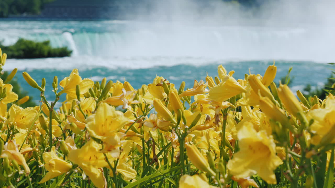 전경 자연과 미국의 광경에 노란색 꽃과 함께 나이아가라 폭포