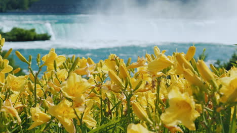 niagara falls with yellow flowers in the foreground nature and sights of america