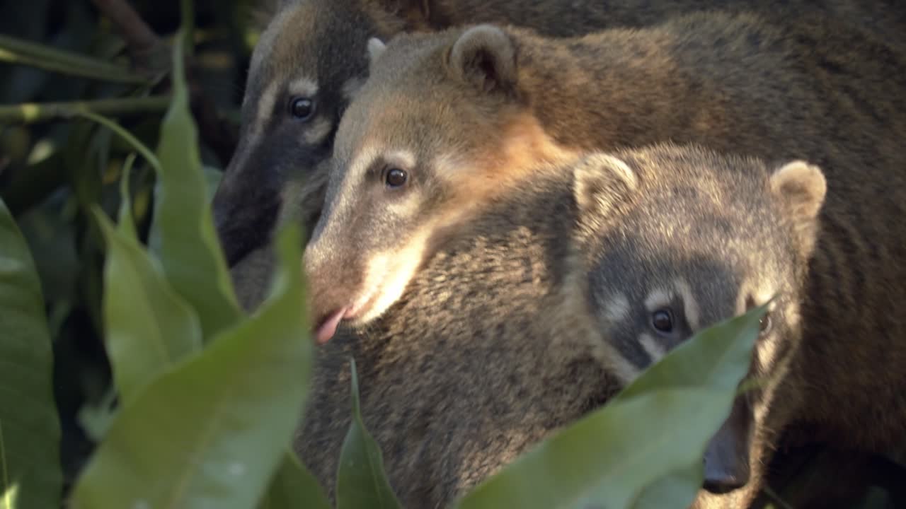 dos coati sudamericanos descansan sus cabezas sobre otro coati