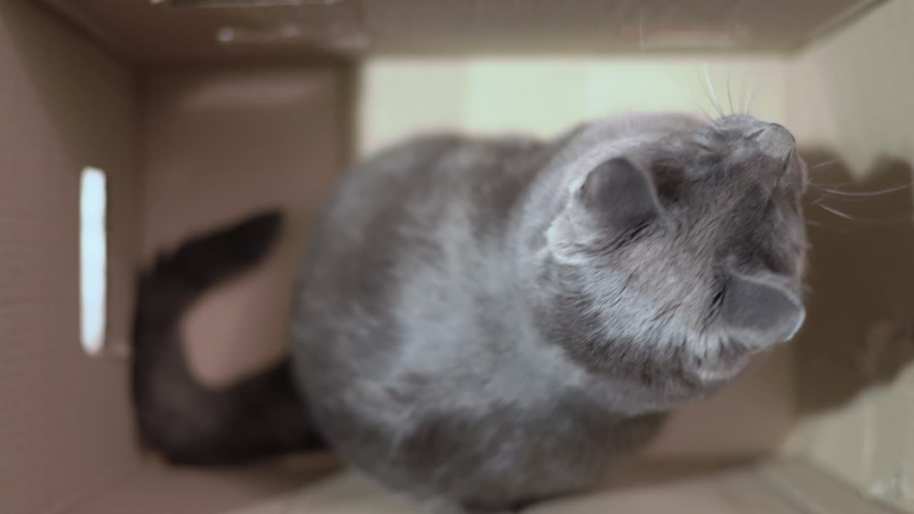 Gatto grigio eccitato durante un gioco in una scatola di cartone che guarda in alto, vista dall'alto