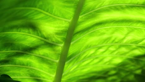 venas de hojas gigantes a través de las cuales brilla la luz del sol