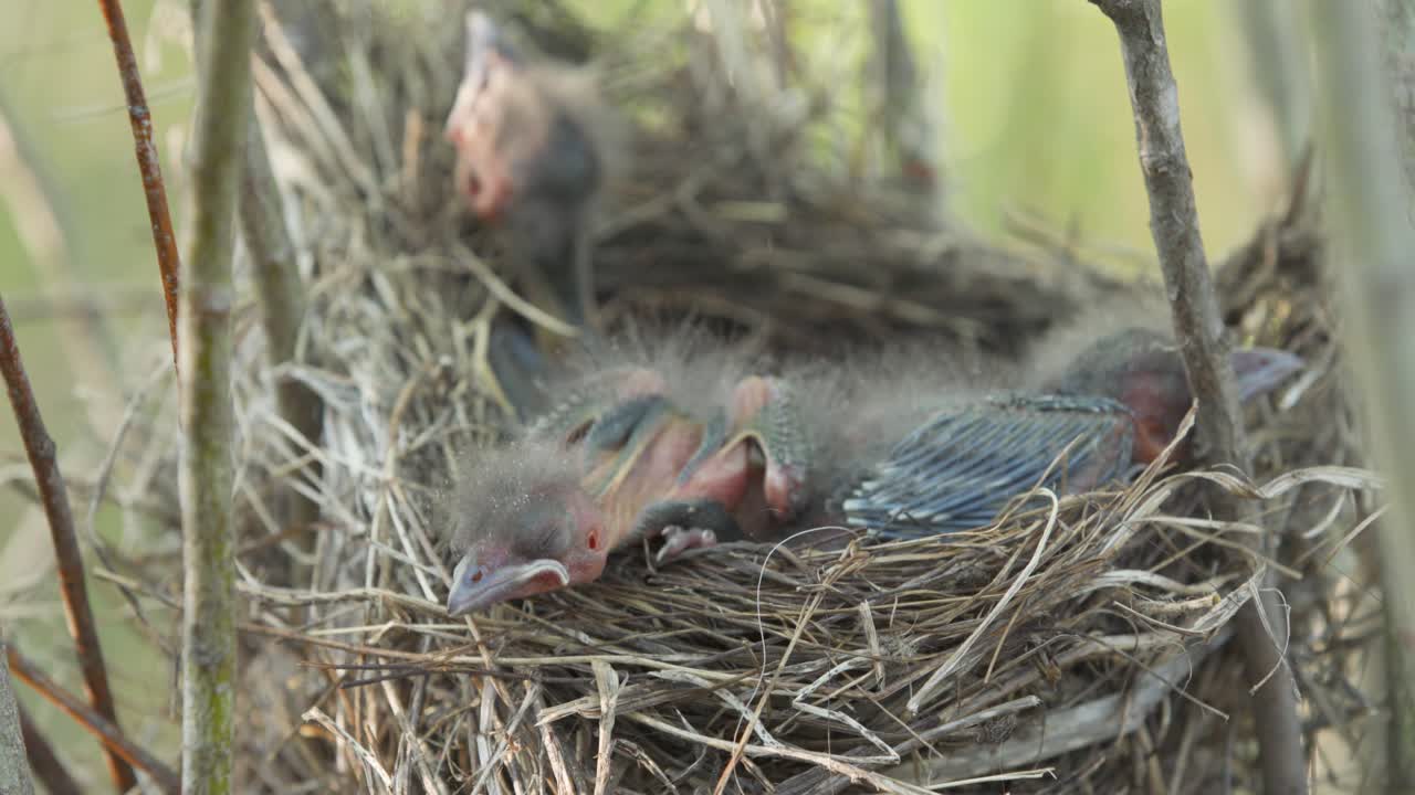 Closeup view of four newborn baby birds in nest with eyes still closed