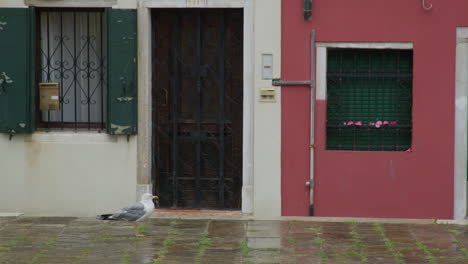 seagull standing in front of a building in venice, italy