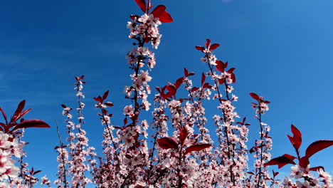 Apple-tree-flowers-in-spring
