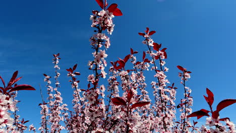 apple tree flowers in spring