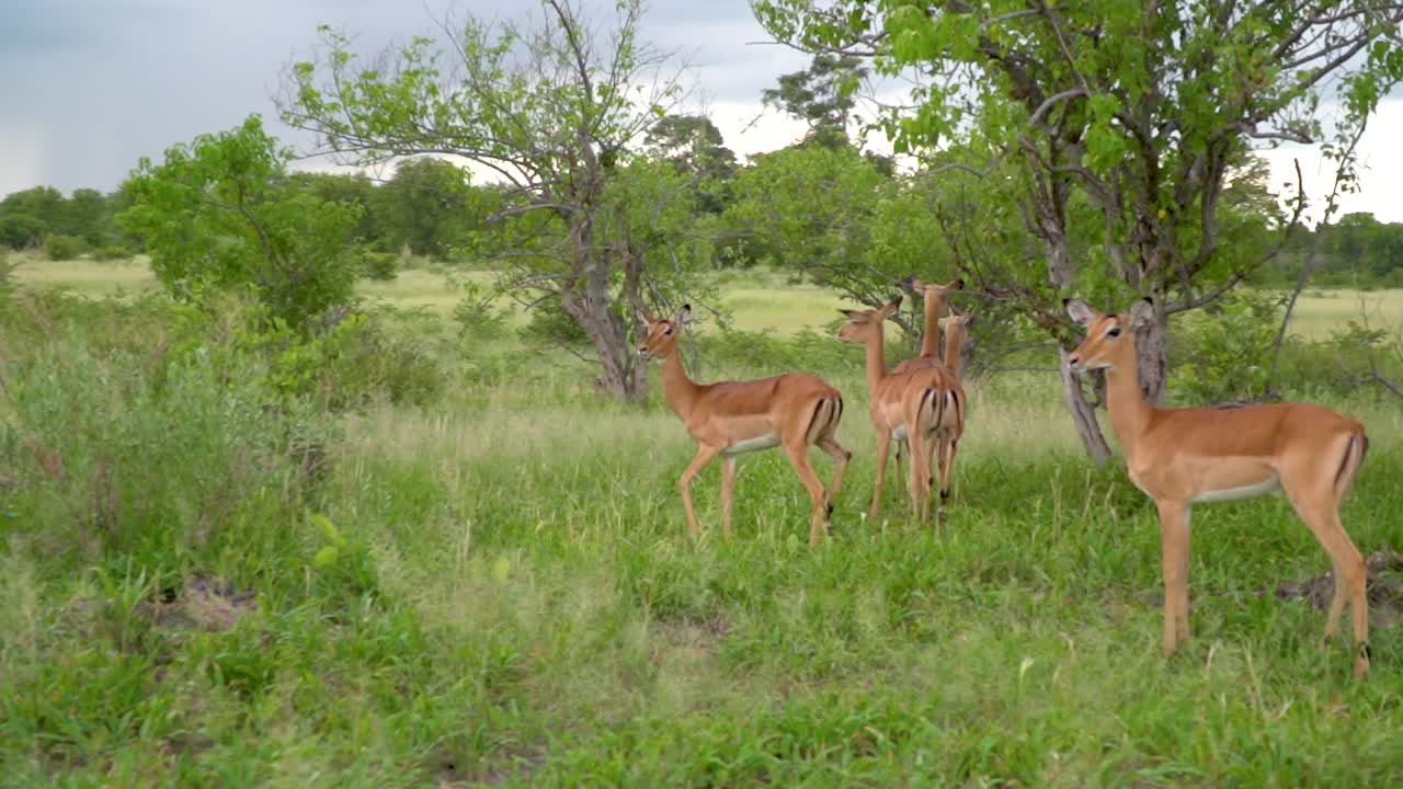manada de antílopes en una pequeña zona forestal verde en la sabana