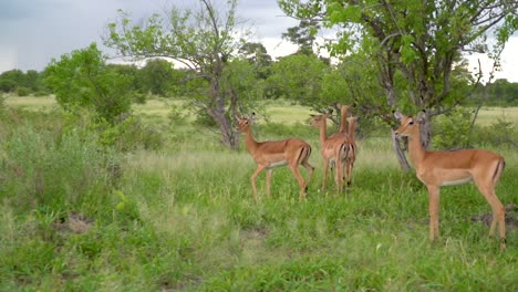 herd of antelopes in a small green forest area on the savanna