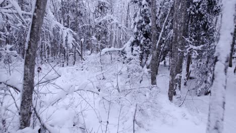 aerial drone footage pushing in towards snowy alder trees in mystical forest in swiss alps
