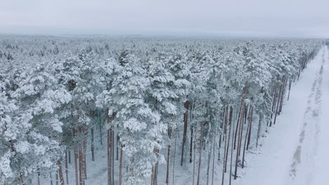 aerial establishing footage of trees covered with snow, nordic woodland pine tree forest, calm overcast winter day, wide drone shot moving forward