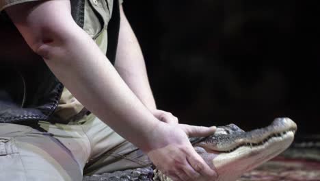 manipulación de cocodrilos por parte de un cuidador