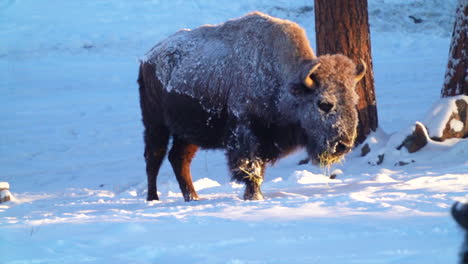 cinematic very frosted yellowstone huge wild buffalo standing in fresh snow reserve park evergreen genesse colorado rocky mountains breathing freezing ice extreme cold winter morning fresh snow follow