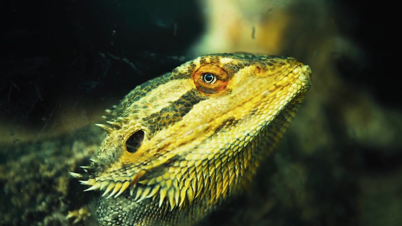 A cinematic low-key macro shot capturing a bearded dragon displaying its dramatic spiky throat scales in sharp focus.