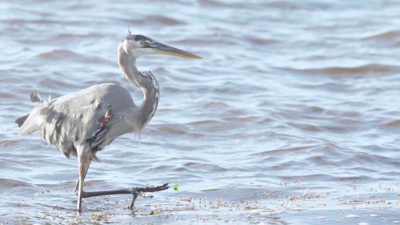 그레이트 블루 헤론은 바람 부는 바다 해변을 슬로우 모션으로 우아하게 걷고 있습니다.