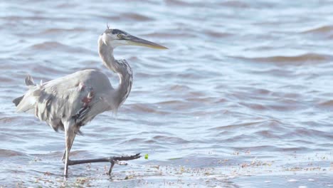 gran garza azul caminando con gracia a lo largo de la orilla de la playa del océano ventoso en cámara lenta