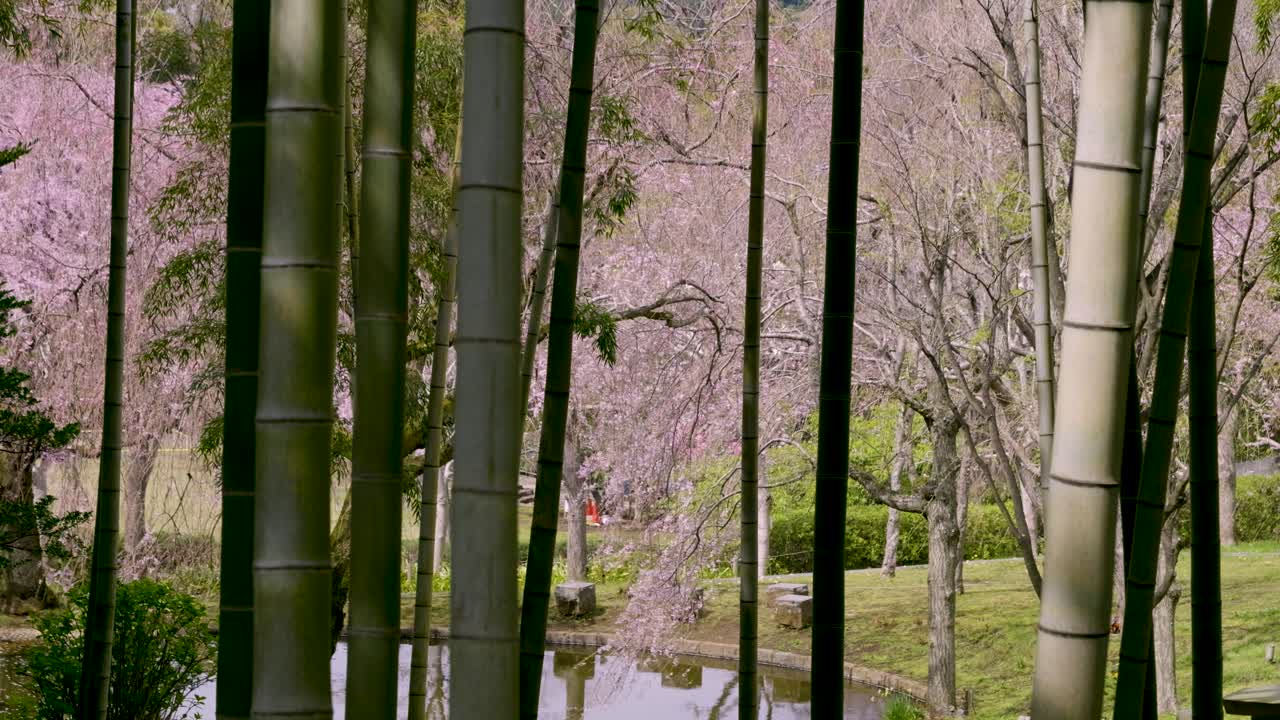 View out on weeping Sakura cherry blossoms through bamboo trees